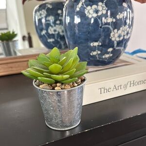Green Succulent in Silver Pot